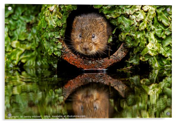 Water Vole peeping out of a pipe Acrylic by Jenny Hibbert