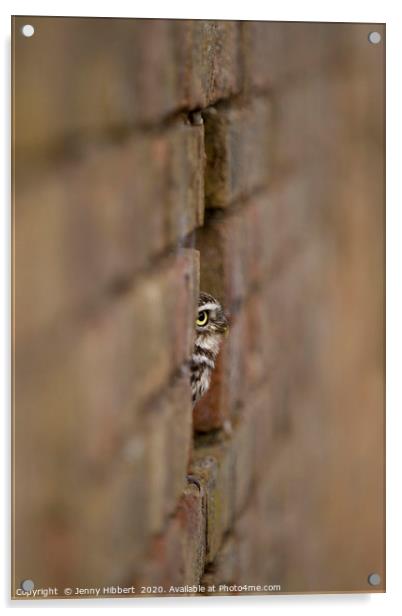 Little Owl sitting in a hole in the wall Acrylic by Jenny Hibbert