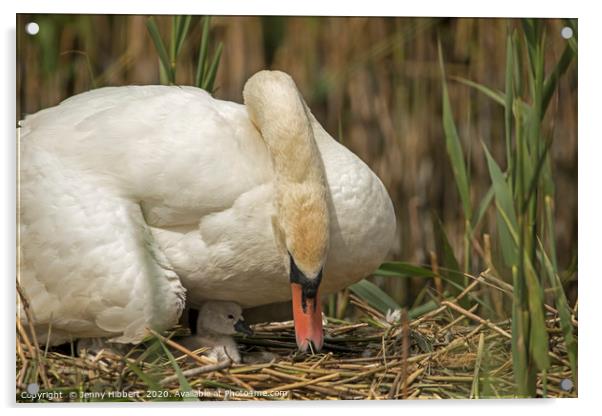 Female Swan caring for young cygnet in Cardiff Acrylic by Jenny Hibbert