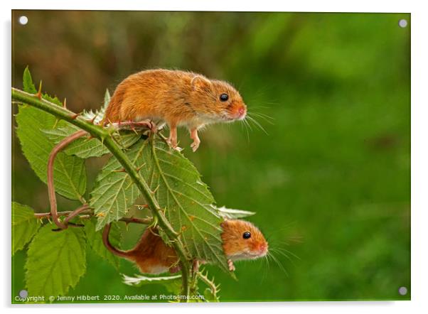 Two Harvest Mice on blackberry bush Acrylic by Jenny Hibbert