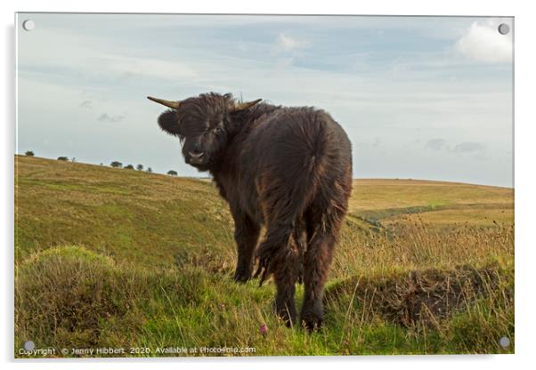 Young Exmoor Highland cow giving me a backward gla Acrylic by Jenny Hibbert