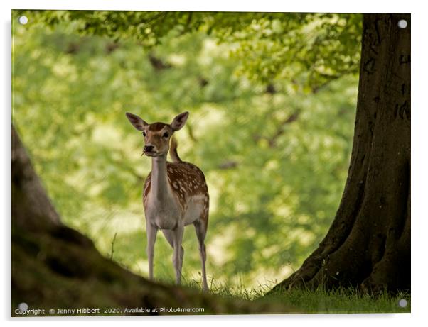 Young Deer in woodland Acrylic by Jenny Hibbert