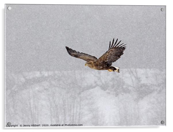 White tailed eagle flying through snow Acrylic by Jenny Hibbert