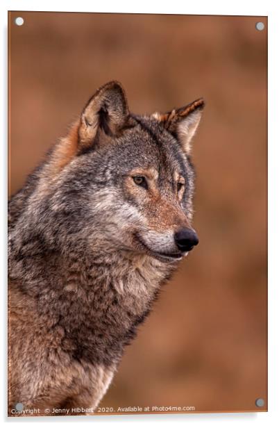 Portrait of a Wolf Acrylic by Jenny Hibbert
