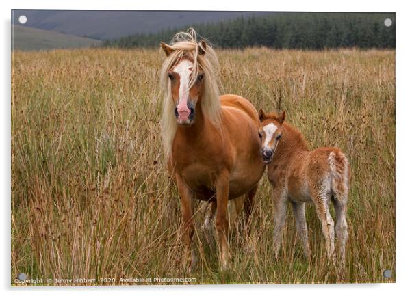 Foal with Mare  Acrylic by Jenny Hibbert