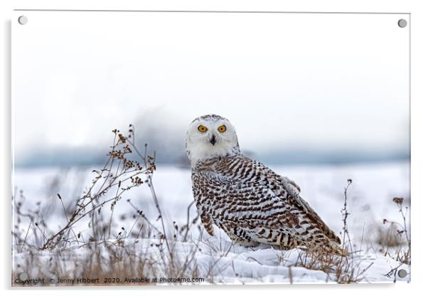 Snowy Owl Acrylic by Jenny Hibbert
