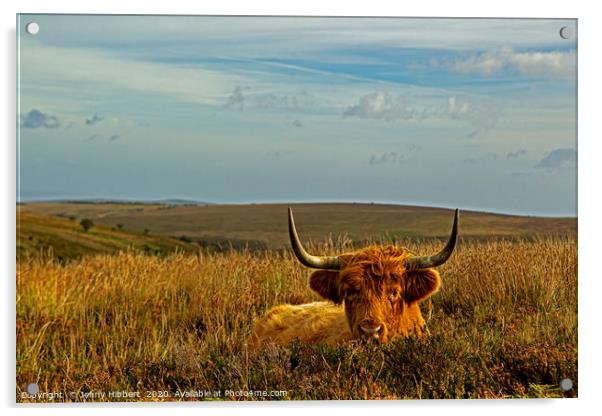 Exmoor Highland cow lying in the grasses Acrylic by Jenny Hibbert