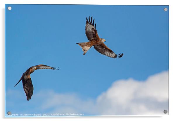 Two Red Kites in flight Acrylic by Jenny Hibbert