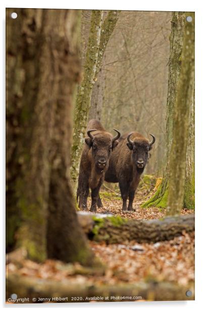 Wild European Bison peering out of forest Bialowie Acrylic by Jenny Hibbert