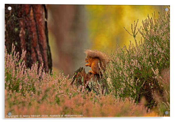 Red Squirrel framed by the heather Acrylic by Jenny Hibbert