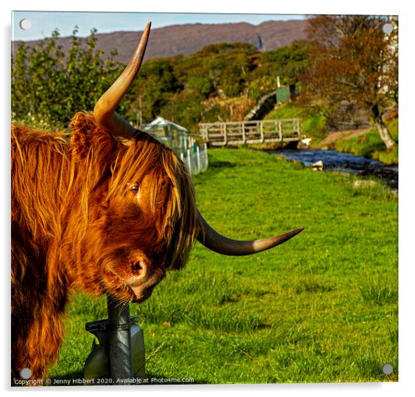 Highland cow enjoying a scratch on sign post Acrylic by Jenny Hibbert
