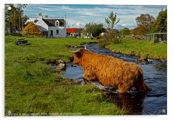 Highland cow leaving the stream in Duirinish Acrylic by Jenny Hibbert