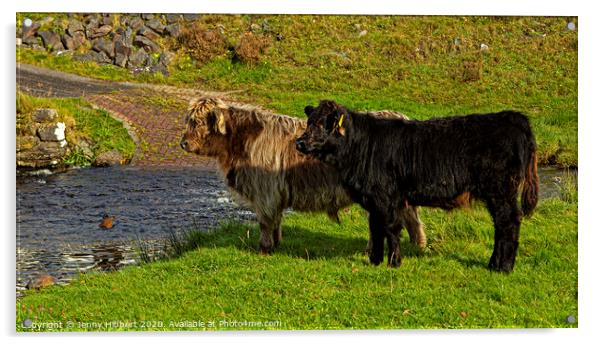Two young Highland cattle reluctant to go through the stream Acrylic by Jenny Hibbert