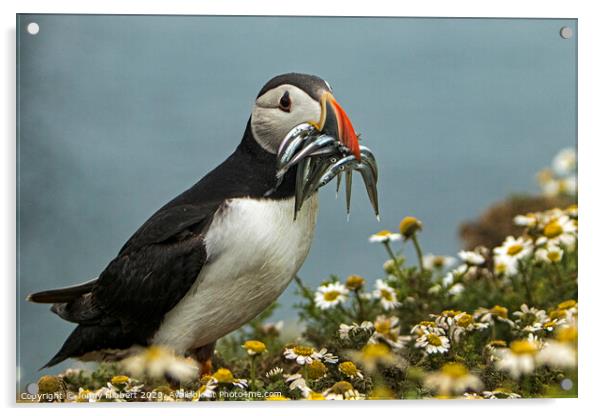 Puffin with Sand eels on Skomer Island Acrylic by Jenny Hibbert