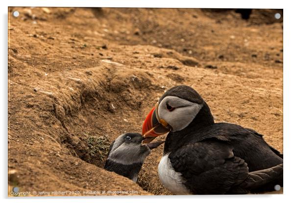 Puffling with parent by burrow Skomer Island Acrylic by Jenny Hibbert