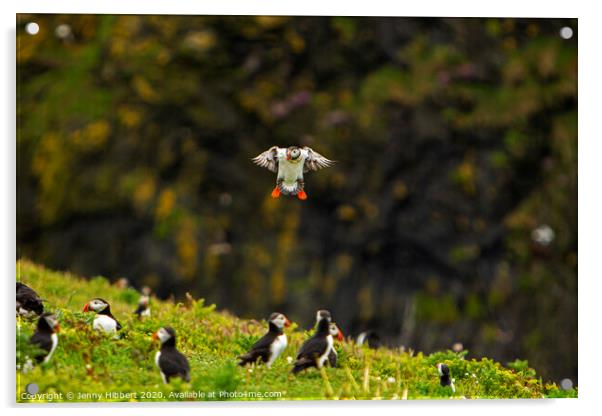 Puffin returning to the colony on Skomer Island Acrylic by Jenny Hibbert