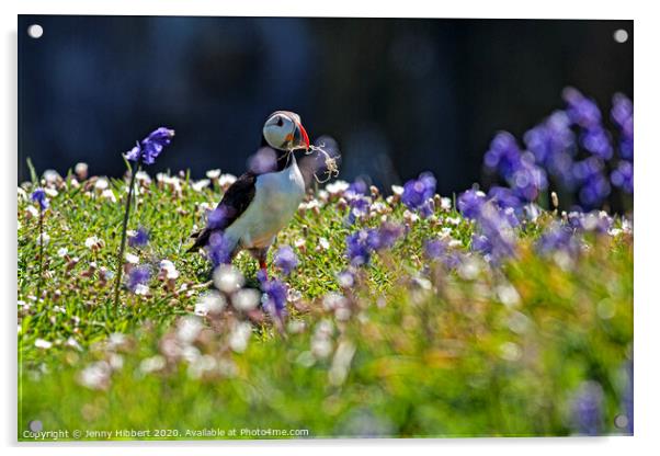 Puffin collecting nesting material amongst the bluebells Skomer Island Acrylic by Jenny Hibbert