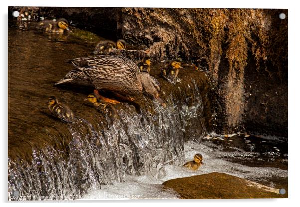 Duckling overboard Mum to the rescue Acrylic by Jenny Hibbert