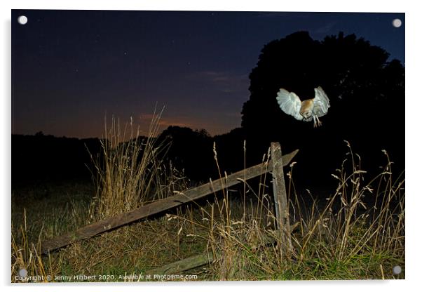 Barn Owl hunting at night Acrylic by Jenny Hibbert