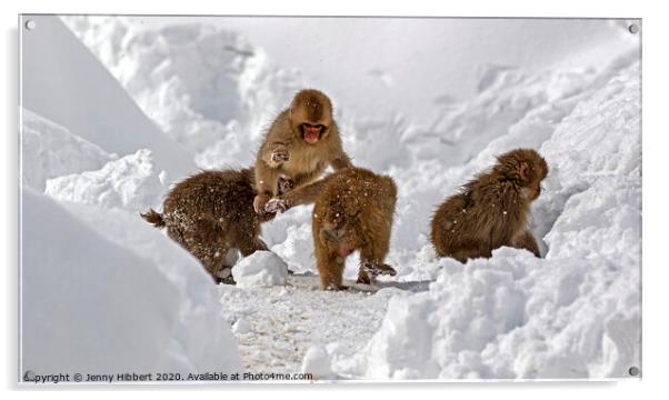 Baby Snow monkeys playing tag in the snow Acrylic by Jenny Hibbert