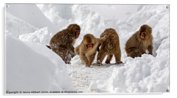 Group Of baby Snow Monkeys playing together in the snow Acrylic by Jenny Hibbert