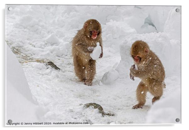 Two baby Snow monkeys running around carrying lumps of snow Acrylic by Jenny Hibbert