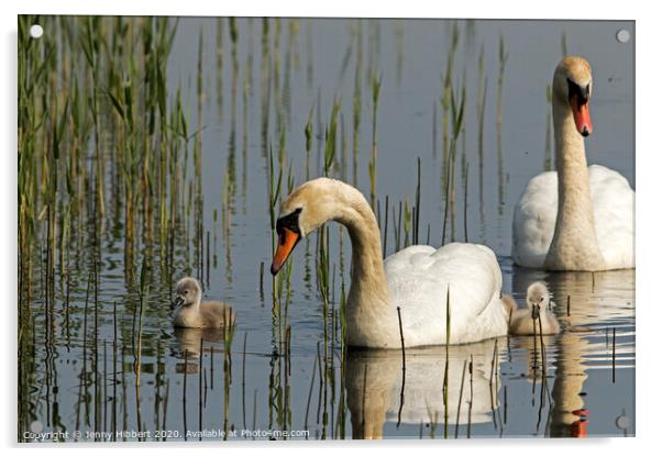 Family of Mute Swans Acrylic by Jenny Hibbert