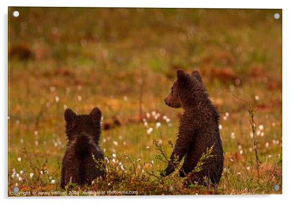 Pair of Bear cubs looking worried Acrylic by Jenny Hibbert
