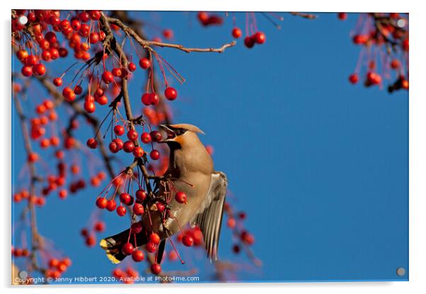 Waxwing feeding on berries in winter time Acrylic by Jenny Hibbert