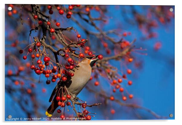 Waxwing taking a berry from tree in Cardiff. Acrylic by Jenny Hibbert