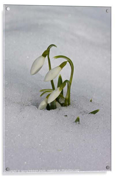 Snowdrops appearing out of snow Acrylic by Jenny Hibbert