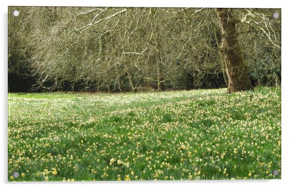 Warley Place wild daffodils. Acrylic by Brigitte Whiteing