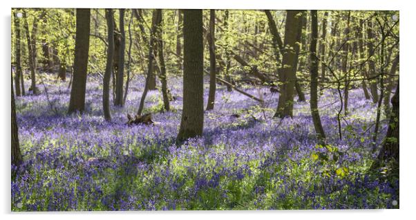 Bluebells in Little Baddow Essex Acrylic by Brigitte Whiteing