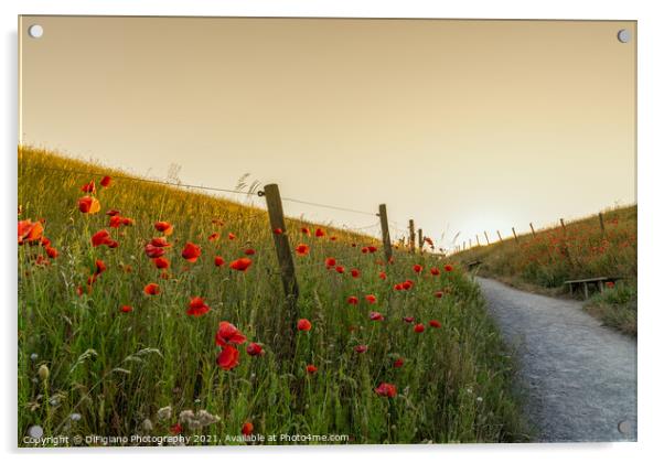 Poppies and Path Acrylic by DiFigiano Photography
