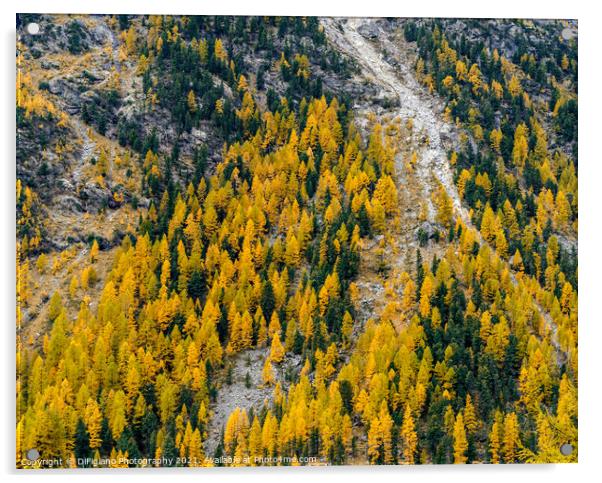 Engadine Larch Acrylic by DiFigiano Photography