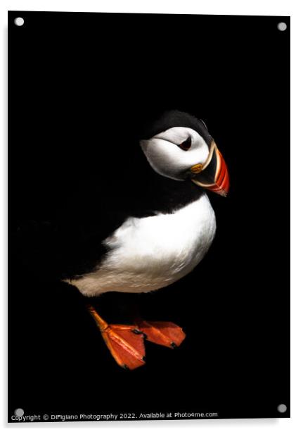 The Puffin Acrylic by DiFigiano Photography