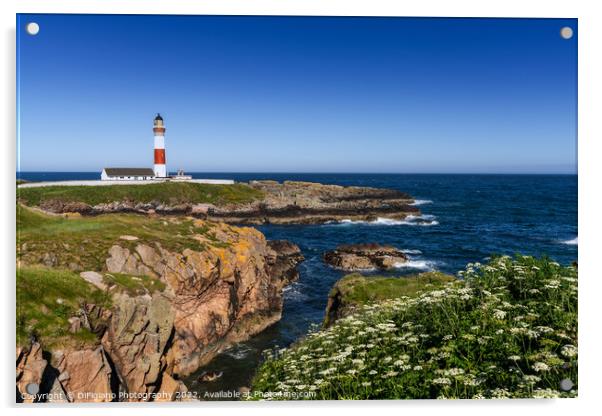 Buchan Ness Lighthouse Acrylic by DiFigiano Photography