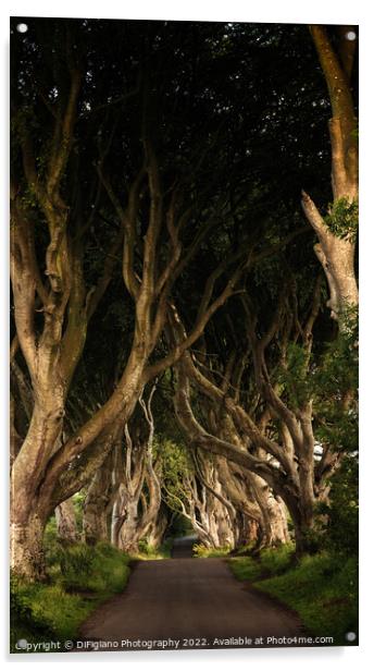The Dark Hedges Acrylic by DiFigiano Photography