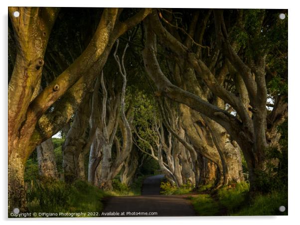 The Dark Hedges 2 Acrylic by DiFigiano Photography