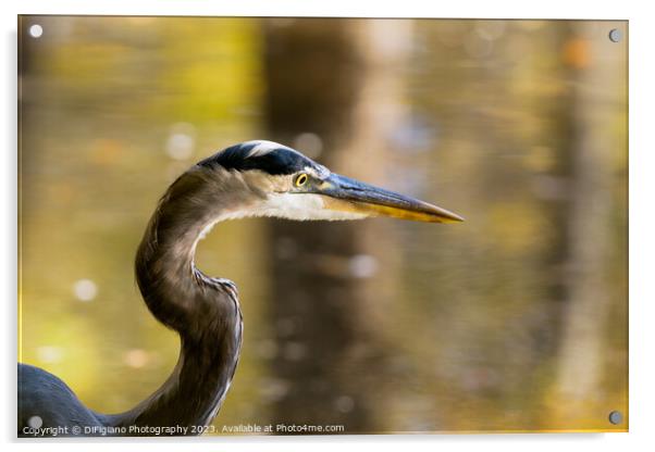 Great Heron Acrylic by DiFigiano Photography