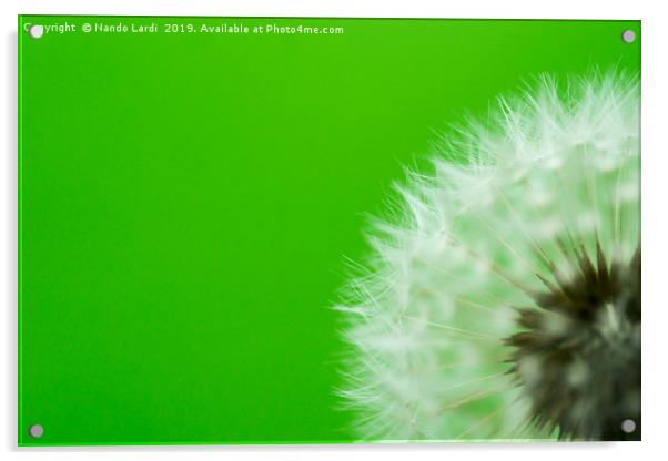 Dandelion Green Acrylic by DiFigiano Photography