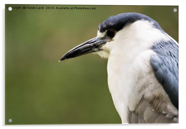 Black-Crowned Night Heron Acrylic by DiFigiano Photography