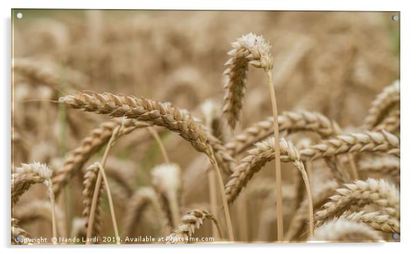 Golden Wheat Acrylic by DiFigiano Photography