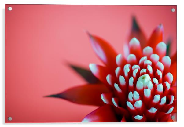 Red Hope Acrylic by DiFigiano Photography