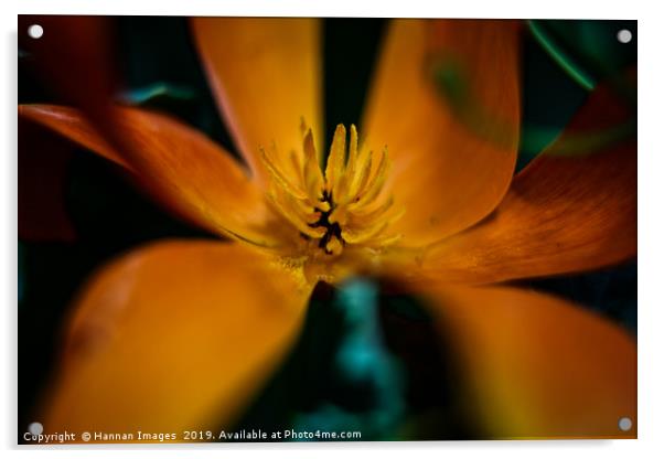 Orange California Poppy  Acrylic by Hannan Images