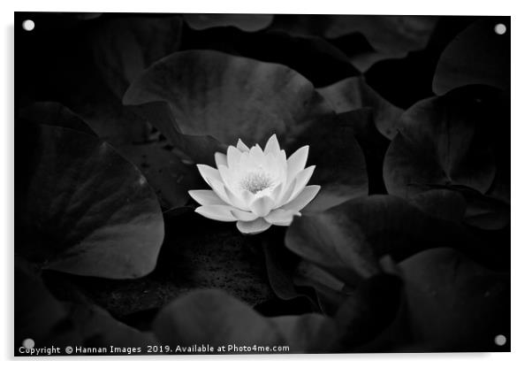 Water Lily Black and White Acrylic by Hannan Images