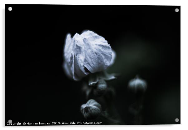 Closed white Poppy Acrylic by Hannan Images