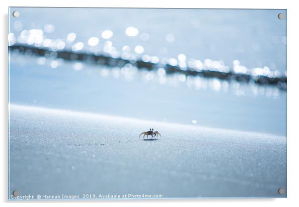 Fijian sand crab Acrylic by Hannan Images