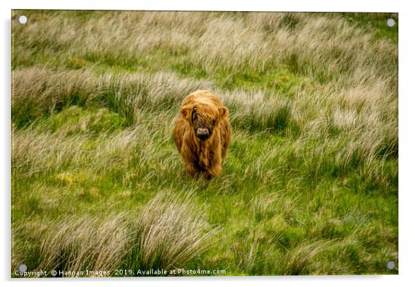Highland Cow Acrylic by Hannan Images