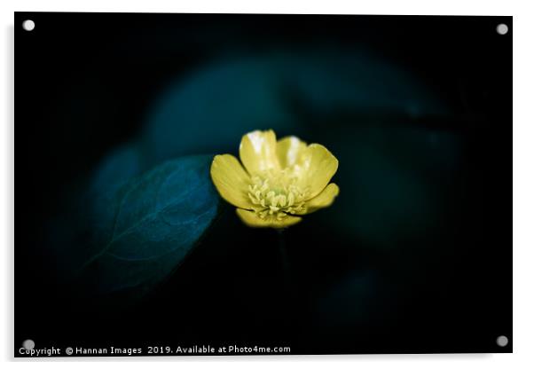 Yellow Buttercup Acrylic by Hannan Images